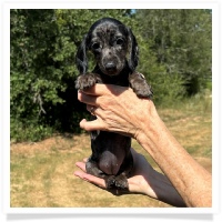 Shortcake's CKC Solid Black Dapple Female Miniature Dachshund Puppy