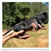 Shortcake's CKC Solid Black Dapple Female Miniature Dachshund Puppy