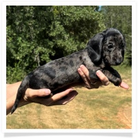 Shortcake's CKC Solid Black Dapple Female Miniature Dachshund Puppy