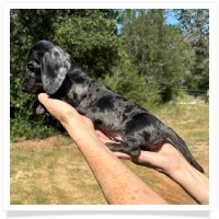 Shortcake's CKC Solid Black Dapple Female Miniature Dachshund Puppy