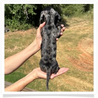Shortcake's CKC Solid Black Dapple Female Miniature Dachshund Puppy