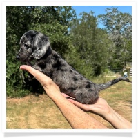 Shortcake's CKC Solid Black Dapple Long Hair Male Miniature Dachshund Puppy