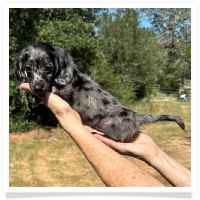 Shortcake's CKC Solid Black Dapple Long Hair Male Miniature Dachshund Puppy