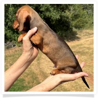 Yoo-Hoo's AKC & CKC Chocolate Based Red Short Hair Male Miniature Dachshund Puppy