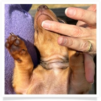 Yoo-Hoo's AKC & CKC Chocolate Based Red Short Hair Male Miniature Dachshund Puppy