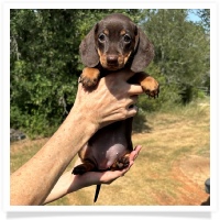 Yoo-Hoo's AKC & CKC Chocolate & Tan Short Hair Female Miniature Dachshund Puppy
