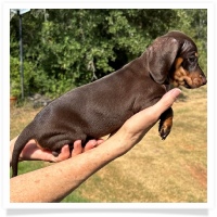 Yoo-Hoo's AKC & CKC Chocolate & Tan Short Hair Female Miniature Dachshund Puppy