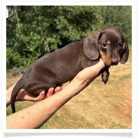 Yoo-Hoo's AKC & CKC Chocolate & Tan Short Hair Female Miniature Dachshund Puppy