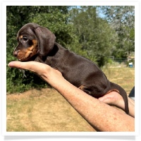Yoo-Hoo's AKC & CKC Chocolate & Tan Short Hair Male (has rear dew-claws) Miniature Dachshund Puppy