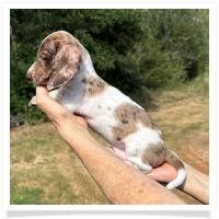 Yoo-Hoo's AKC & CKC Chocolate & Tan Dapple Piebald Short Hair Male Miniature Dachshund Puppy