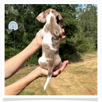 Yoo-Hoo's AKC & CKC Chocolate & Tan Dapple Piebald Short Hair Male Miniature Dachshund Puppy